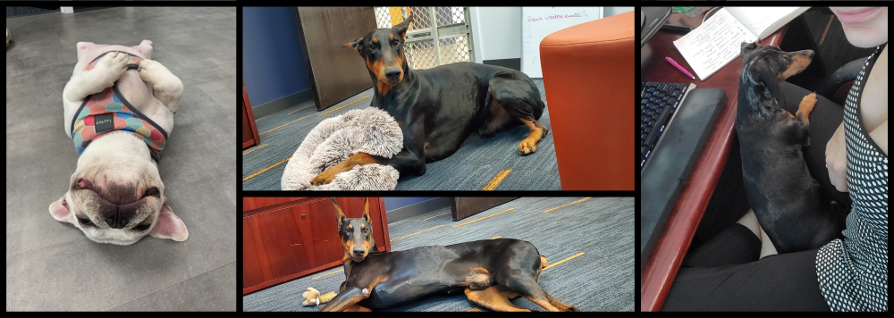 Office Dogs!